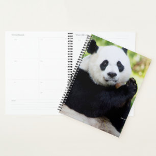 Agenda Giant Panda Sentado