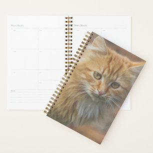 Agenda Ginger Ginger Ginger Face