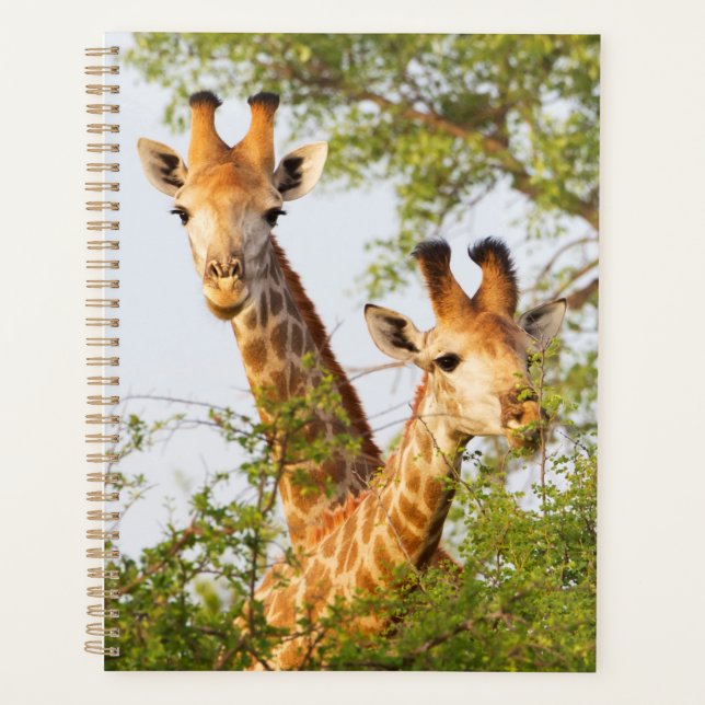 Agenda Girafas Espiando Acima da Vegetação (Frente)