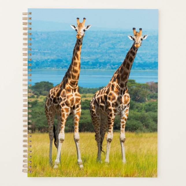 Agenda Girafas na Savana, Uganda (Frente)