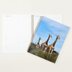 Agenda Girafas no Amanhecer Pacífico