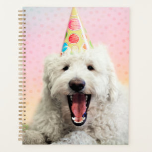 Agenda Goldendoodle com chapéu de festa