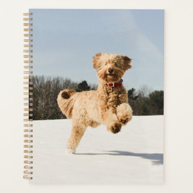 Agenda Goldendoodle Correndo Pelo Campo (Frente)