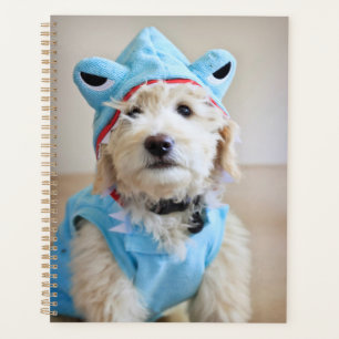 Agenda Goldendoodle Em Roupa De Tubarão