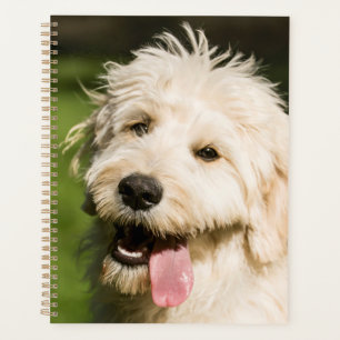 Agenda Goldendoodle Puppy