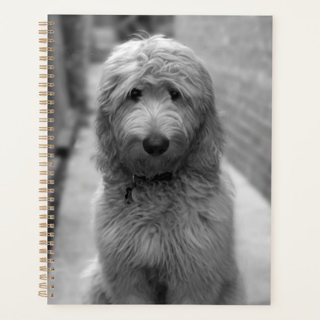 Agenda Goldendoodle Puppy No Quintal (Frente)
