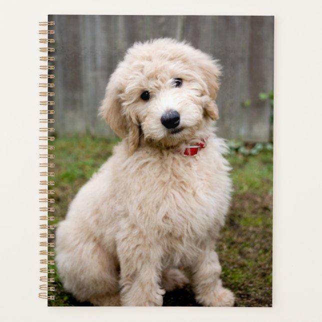 Agenda Goldendoodle Puppy Senta-Se Em Grama (Frente)