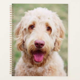 Agenda Goldendoodle sorrindo