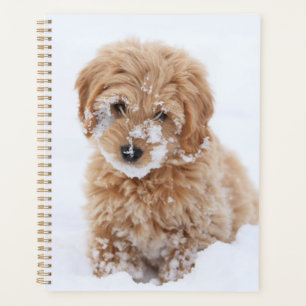 Agenda Goldendoododle Puppy Com Neve Virada