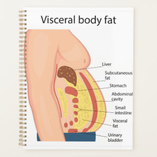 Agenda Gordura do corpo visceral