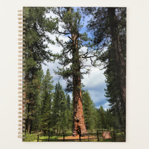 Agenda Grande Árvore Vermelha, La Pine, OU