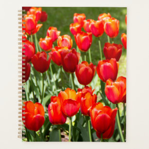 Agenda Grande campo de tulipas vermelhas