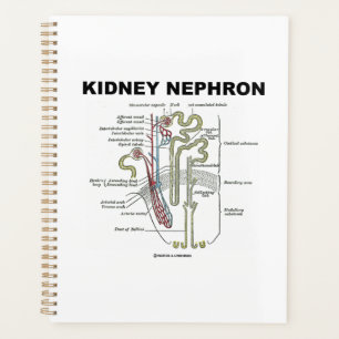 Agenda Guia de Introdução à Anatomia do Rim Nephron Cinza