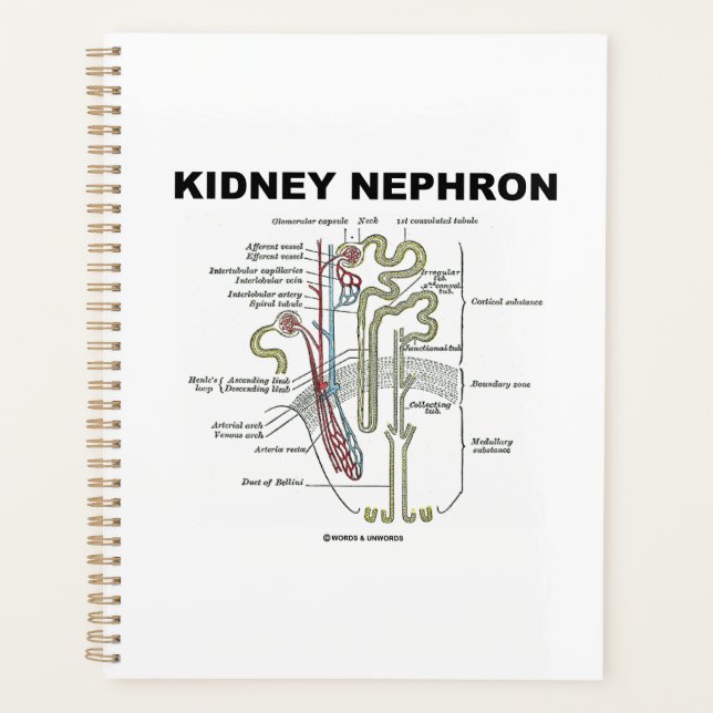 Agenda Guia de Introdução à Anatomia do Rim Nephron Cinza (Frente)