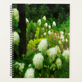 Agenda Hortênsias Limelight no Meu Jardim Rubio
