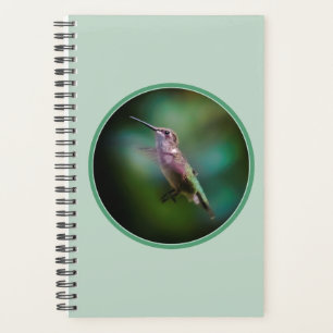 Agenda Hummingbird com garganta de rubi - Fotografia orig
