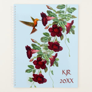 Agenda Hummingbird nas flores de Mandevillea
