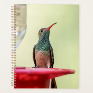 Agenda Hummingbird no Texas 2022