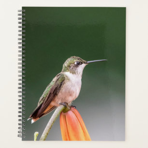 Agenda Hummingbird no Vale do Hudson 2022