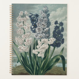 Agenda Hyacinths (1807) - Exquisite Vintage Botânica