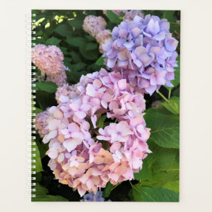 Agenda Hydrangeas