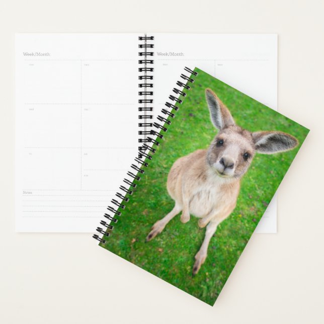 Agenda Imagens Getty | Baby Kangaroo (Exibição)