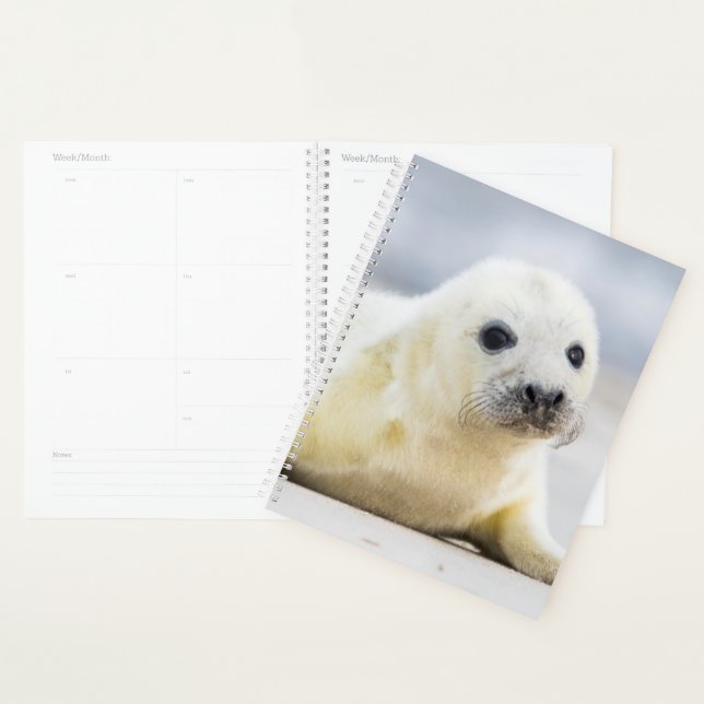 Agenda Imagens Getty | Bebê (Exibição)
