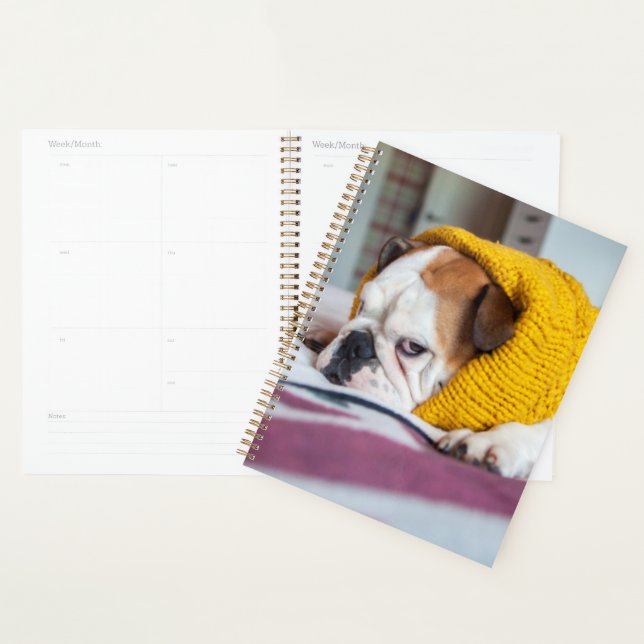 Agenda Imagens Getty | Buldogue Inglês (Exibição)