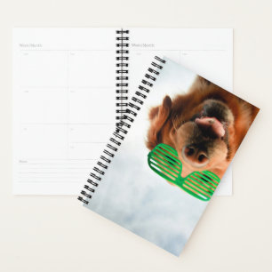 Agenda Imagens Getty Cachorro Com Óculos
