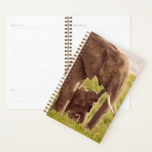 Agenda Imagens Getty Elefante e bebê