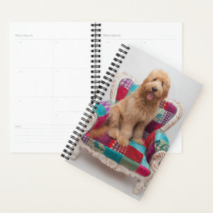 Agenda Imagens Getty   Goldendoodle