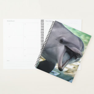 Agenda Imagens Getty   Golfinho