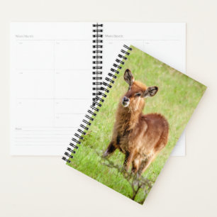 Agenda Imagens Getty   Jovem Marrom Antelope Waterbuck