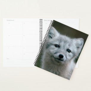 Agenda Imagens Getty Kit de Raposa Árctica