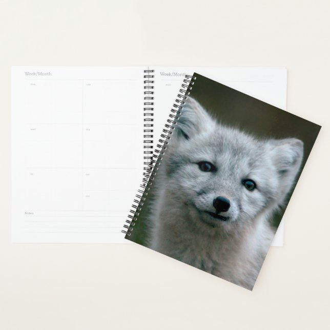 Agenda Imagens Getty | Kit de Raposa Árctica (Exibição)