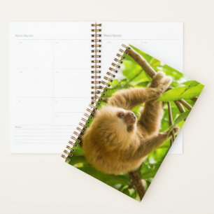 Agenda Imagens Getty Lama para Baixo