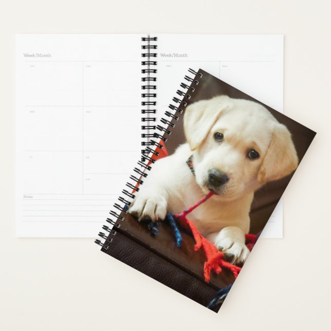 Agenda Imagens Getty | Puppia Em Sofá (Exibição)