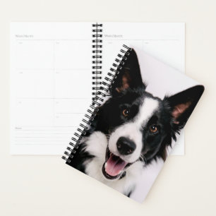 Agenda Imagens Getty   Um Collie de Borda Sorridente