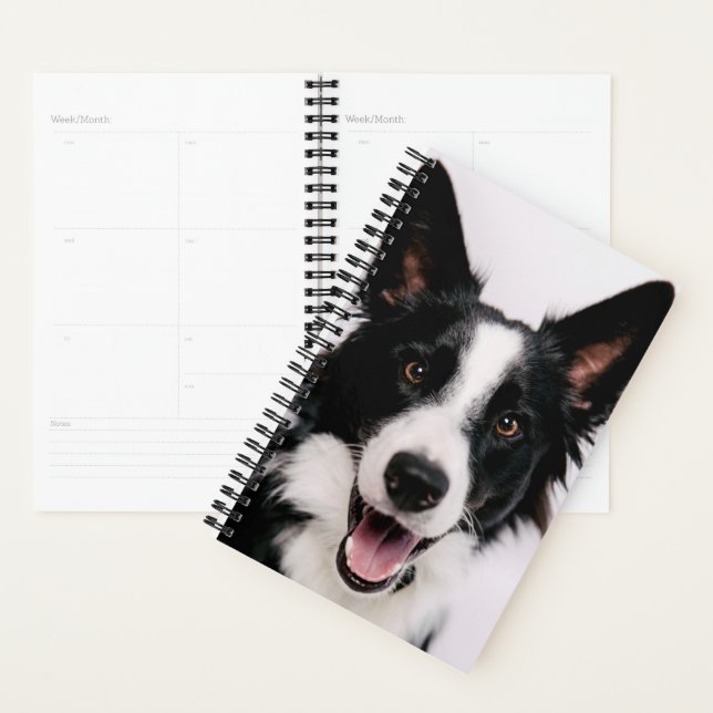 Agenda Imagens Getty | Um Collie de Borda Sorridente (Exibição)