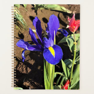 Agenda Iris em um campo de Tulip, Woodburn, Oregon