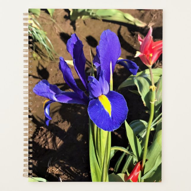 Agenda Iris em um campo de Tulip, Woodburn, Oregon (Frente)