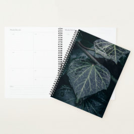 Agenda Ivy Nature Photo