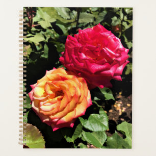 Agenda Jardim Internacional de Teste de Rosa, Portland, O