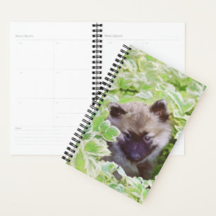 Agenda Keeshond Puppy na Pintura Original