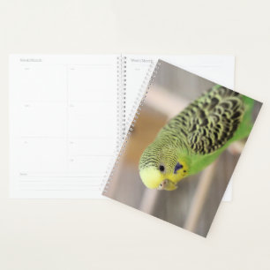 Agenda Kiwi