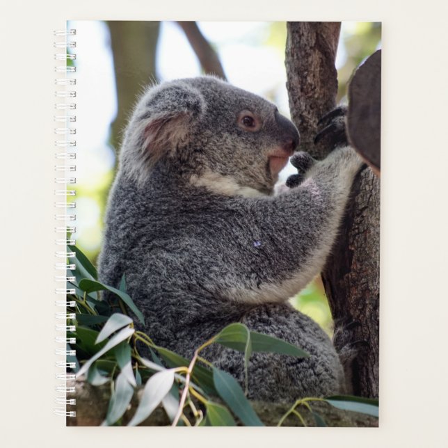 Agenda Koala Bear Semanal/Planejador Mensal (Frente)