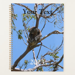 Agenda Koala Nap