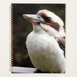 Agenda Kookaburra