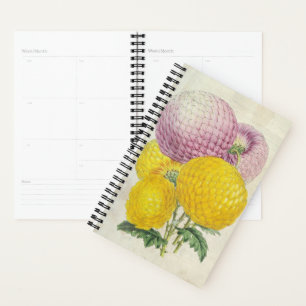 Agenda Lady Hardinge & Little Harry Chrysanthemums