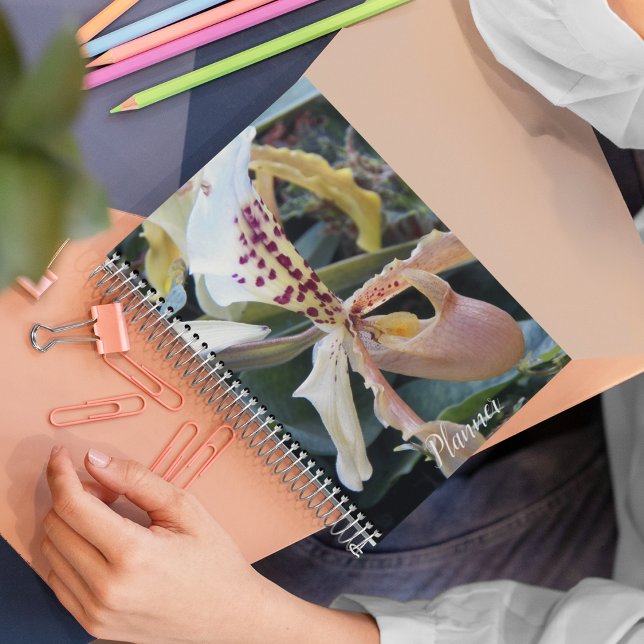 Agenda Lady Slipper Orchid Floral (In Situ)